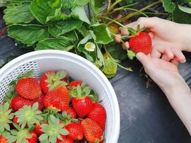 beat365在线唯一官网与钢城区棋山国家森林公园携手合作助力乡村振兴