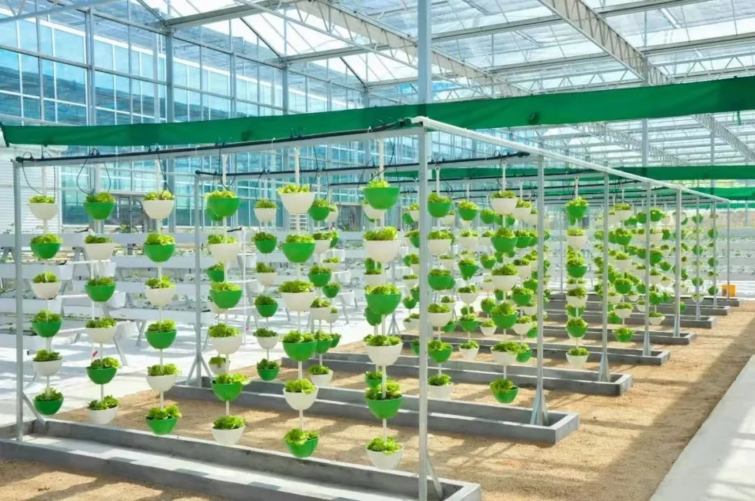 beat365在线唯一官网与钢城区棋山国家森林公园携手合作助力乡村振兴